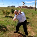 Plantación árboles