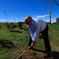 Plantación árboles