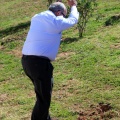 Plantación árboles