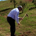 Plantación árboles