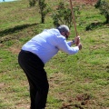 Plantación árboles