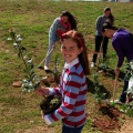 Plantación árboles