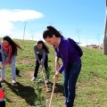 Plantación árboles