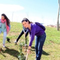 Plantación árboles