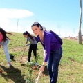 Plantación árboles