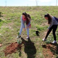 Plantación árboles