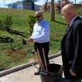 Plantación árboles