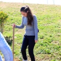 Plantación árboles