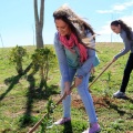 Plantación árboles
