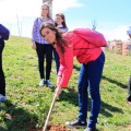 Plantación árboles