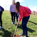 Plantación árboles