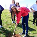 Plantación árboles