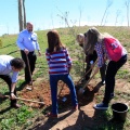 Plantación árboles