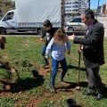 Plantación árboles