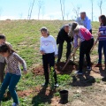 Plantación árboles