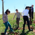 Plantación árboles