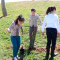 Plantación árboles