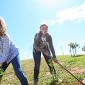 Plantación árboles