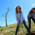Plantación árboles