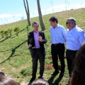 Plantación árboles