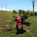 Plantación árboles