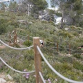 Oropesa